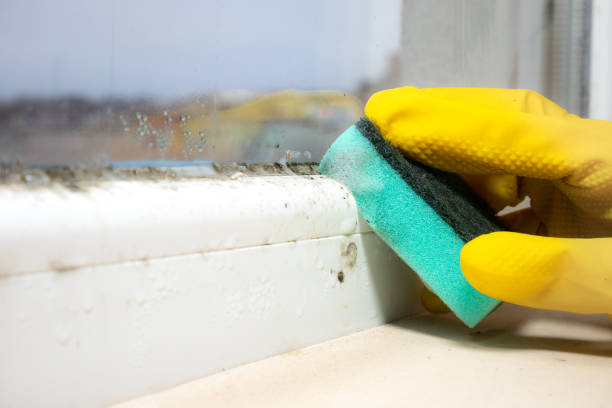 Best Toxic Mold Removal  in Frisco City, AL