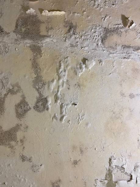 Best Professional Mold Removal  in Frisco City, AL