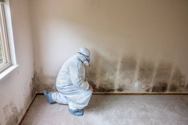 Best Local Mold Removal Service  in Frisco City, AL